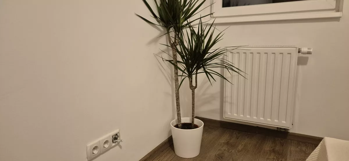 Radiátor termosztátfejjel és konnektorok a hálószobában, szobanövénnyel
